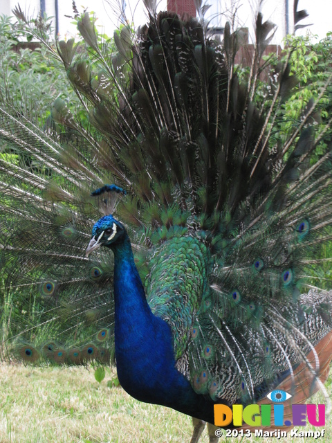 SX27023 Peacock display fanning feathers [Pavo cristatus] in garden